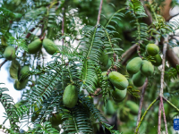 浙江诸暨：香榧迎丰收
