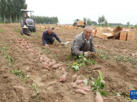 河北卢龙：红薯收获忙
