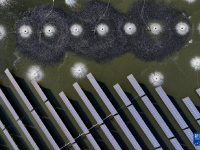 稻谷弯腰鱼儿跃
