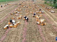 河北卢龙：红薯收获忙
