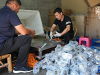 浙江：三门湾青蟹迎丰收
