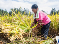 重庆黔江：武陵山乡迎丰收
