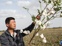 甘肃敦煌：盐碱地变棉花田
