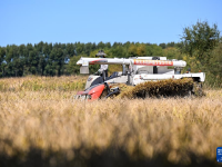 内蒙古兴安盟：金秋稻田迎丰收
