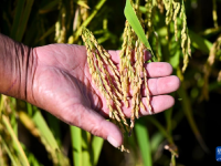 内蒙古准格尔旗：盐碱地变生态观光园
