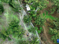 杭州临安：山核桃白露开杆采收
