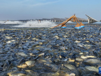 稻谷弯腰鱼儿跃
