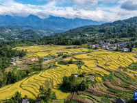 重庆黔江：武陵山乡迎丰收
