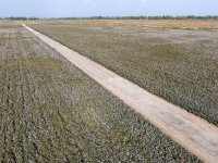 甘肃敦煌：盐碱地变棉花田
