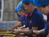 杭州临安：山核桃白露开杆采收
