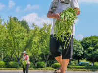 白露将至农事忙
