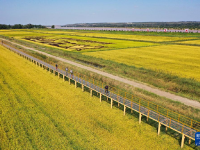 内蒙古准格尔旗：盐碱地变生态观光园
