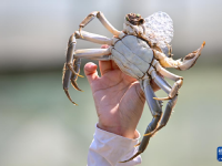 阳澄湖大闸蟹开捕
