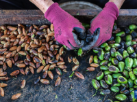 浙江诸暨：香榧迎丰收
