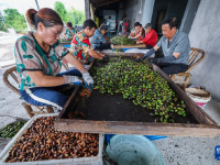 浙江诸暨：香榧迎丰收
