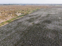 甘肃敦煌：盐碱地变棉花田
