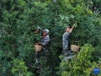 浙江诸暨：香榧迎丰收
