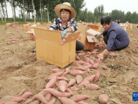 河北卢龙：红薯收获忙

