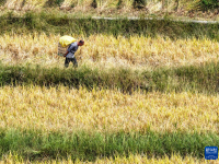 重庆黔江：武陵山乡迎丰收
