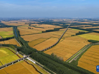 稻谷弯腰鱼儿跃
