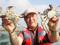 阳澄湖大闸蟹开捕
