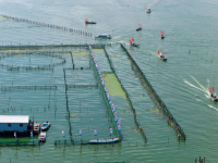 阳澄湖大闸蟹开捕
