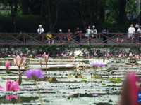 广西南宁：秋日睡莲
