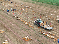 河北卢龙：红薯收获忙
