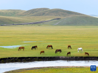 美丽中国丨秋染陈巴尔虎草原
