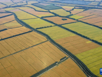 稻谷弯腰鱼儿跃
