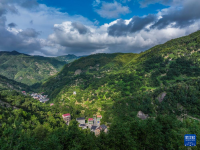 浙江诸暨：香榧迎丰收
