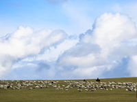 美丽中国丨秋染陈巴尔虎草原
