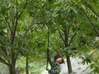 杭州临安：山核桃白露开杆采收
