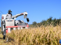 内蒙古兴安盟：金秋稻田迎丰收
