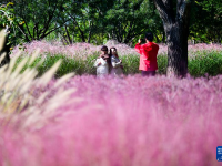 昔日盐碱地 秋日绽斑斓
