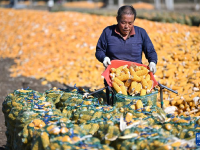 天津：秋收时节农事忙
