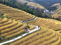 广西龙胜：金秋梯田美如画
