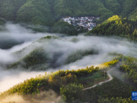 安徽黟县：山村竹海 宛若仙境
