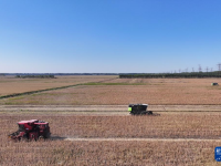 天津：秋收时节农事忙
