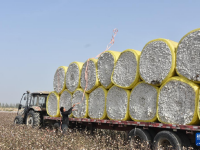 新疆：棉海丰收忙
