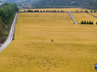 金色南泥湾 “陕北好江南”
