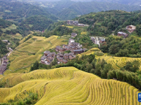 广西龙胜：金秋梯田美如画
