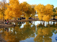 甘肃敦煌：金秋大漠胡杨醉游人
