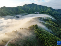 安徽黟县：山村竹海 宛若仙境

