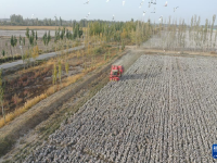 新疆：棉海丰收忙
