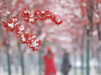 黑龙江：雪中即景
