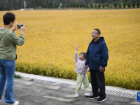 金色南泥湾 “陕北好江南”
