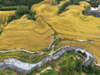 广西龙胜：金秋梯田美如画
