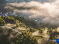 安徽黟县：山村竹海 宛若仙境
