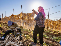 宁夏红寺堡萝卜丰收
